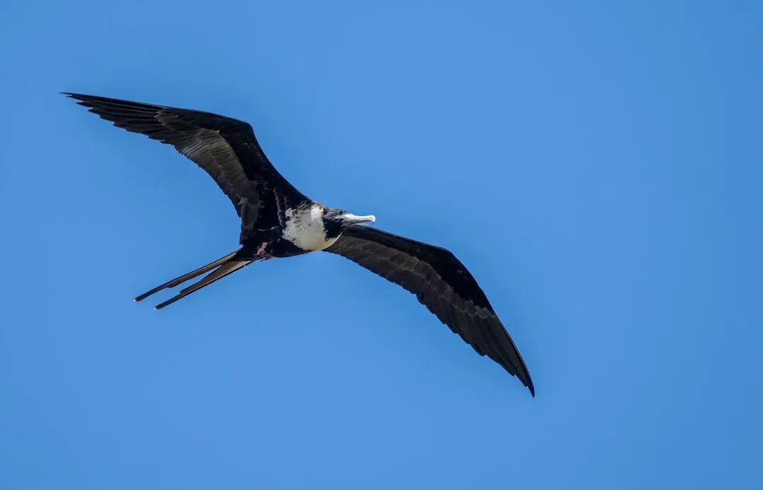 Sagittarius: The Albatross’s Wild Cousin – The Wandering Frigatebird (Image Credits: Unsplash)