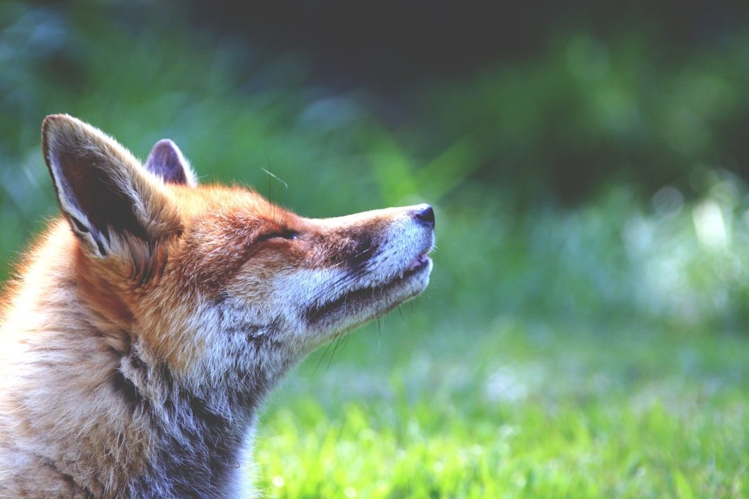 Your Intuitive Radar Strengthens Through Animal Wisdom (Image Credits: Unsplash)
