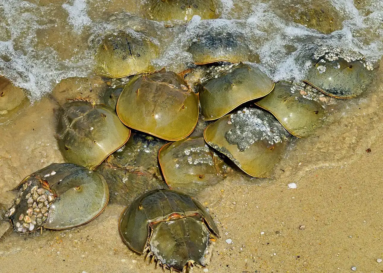 Slow and Steady Reproduction That Still Works (Image Credits: Pixabay)