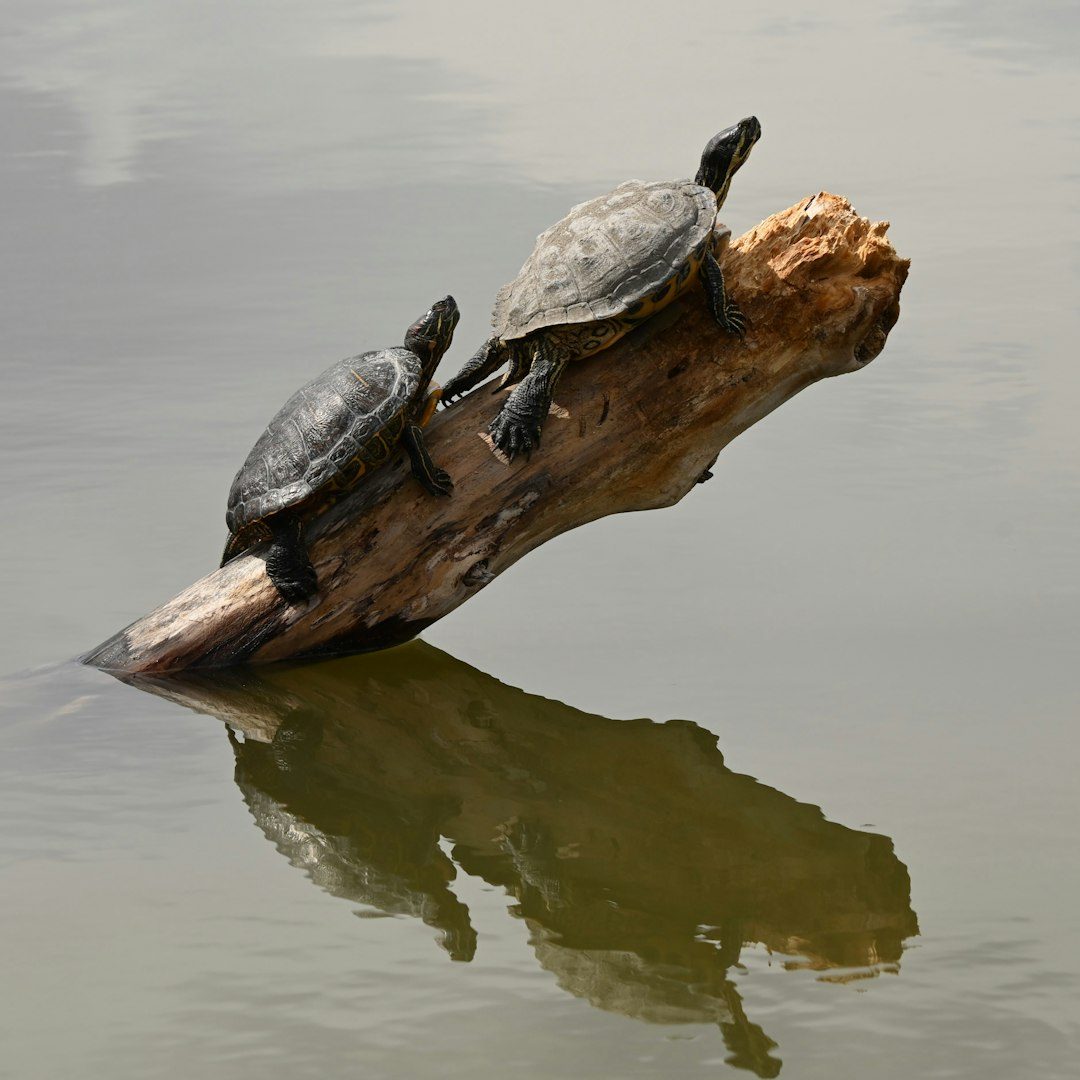 The Turtle: Ancient Keeper of Patience (Image Credits: Unsplash)