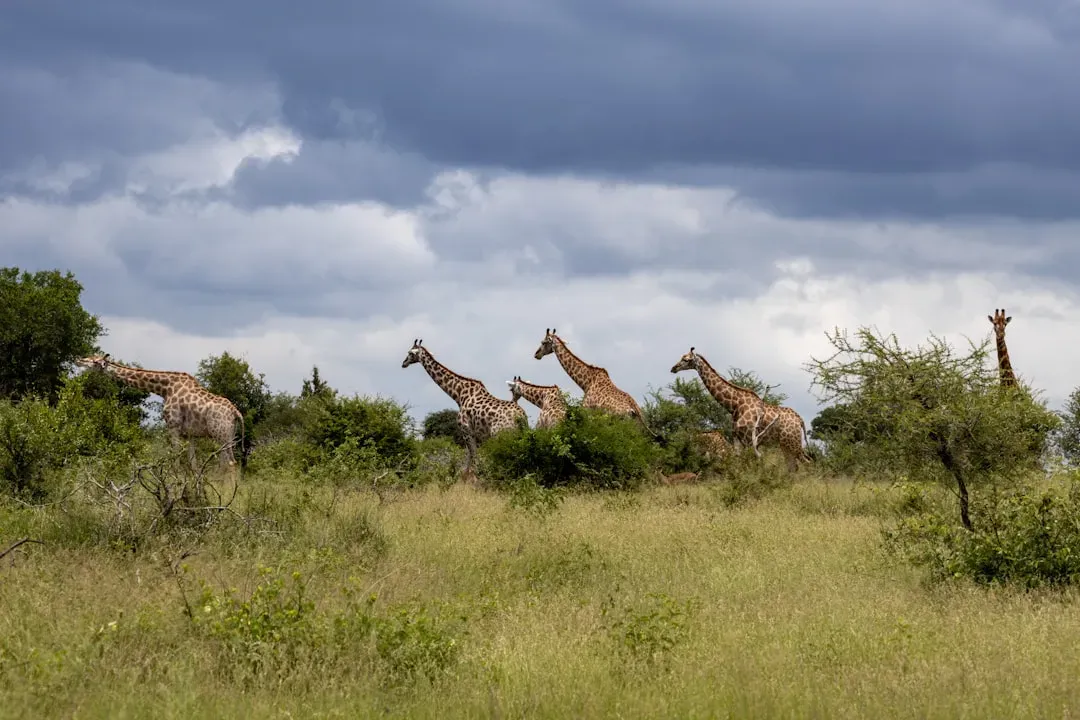 Why Africa Still Has Its Big Animals: The Coevolution Advantage (Image Credits: Unsplash)
