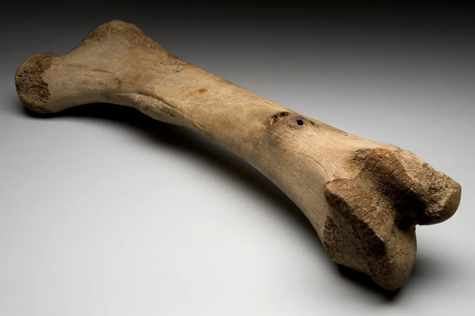 #14 - Ice Age Giants Sticking Out of Beaches That Look Almost New (CC BY 4.0)