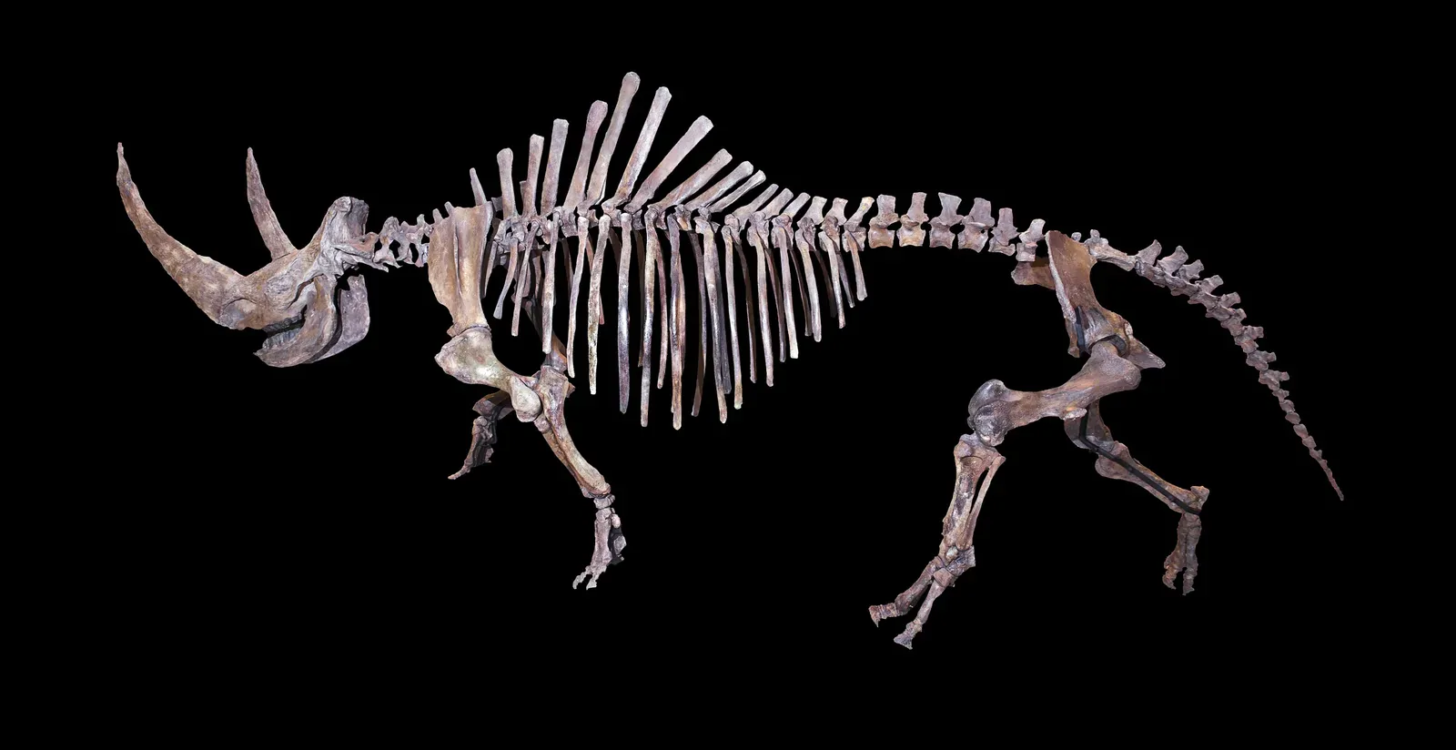 #12 - Woolly Rhinoceros: Still Roaming Siberia 14,000 Years Ago (By Didier Descouens, CC BY-SA 4.0)