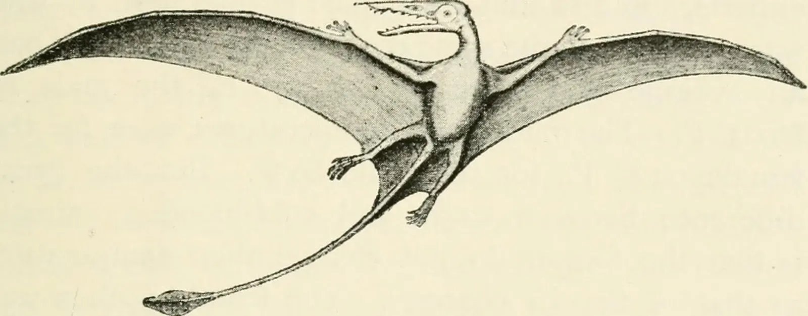 10. Bigger Dinosaur Brains Were a Stepping Stone to Bird Flight (Image Credits: Wikimedia)