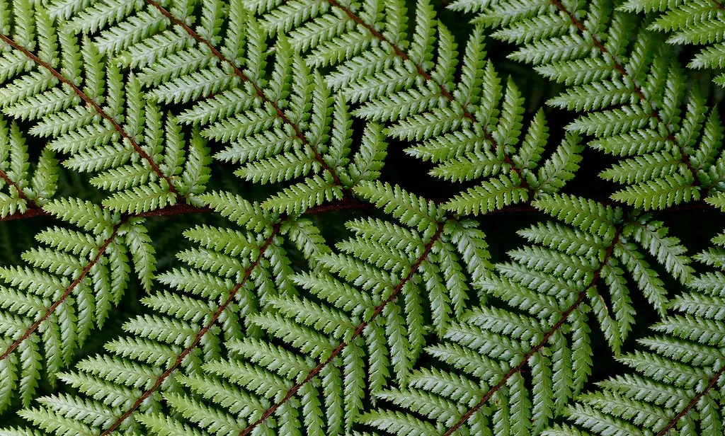 4. You See Patterns in Nature as Messages (Image Credits: Flickr)