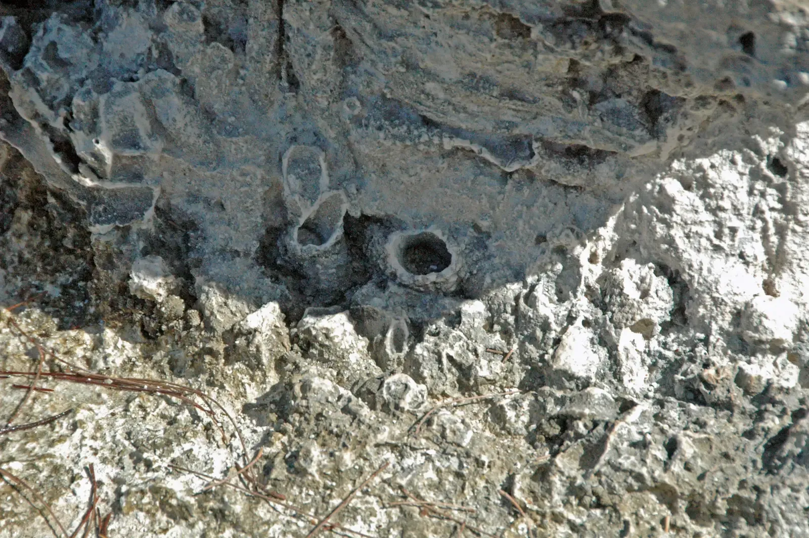 Utah's Capitol Reef Giant Stromatolite Anomaly (Image Credits: Wikimedia)