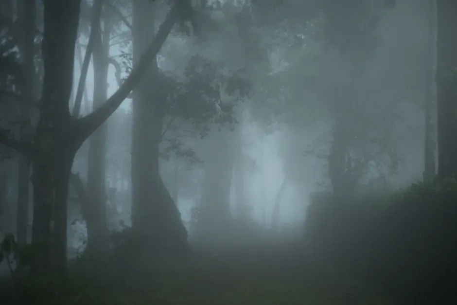 1. The Misty Forests of the Pacific Northwest (Washington & Oregon) (Image Credits: Pexels)