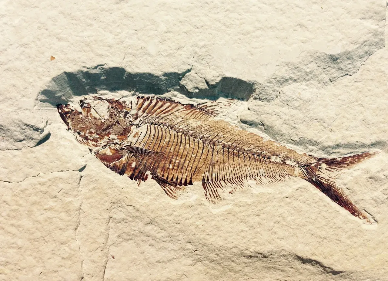#12 Skeletons and Bones of Marine Life in Submerged Ash (Image Credits: Pixabay)