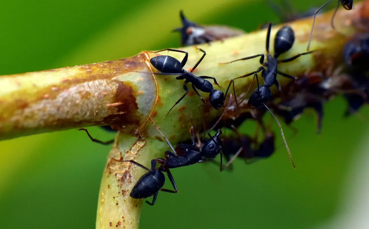 #6 - The Chemical Language of Ants (Smell, But Not as You Know It) (Image Credits: Pixabay)