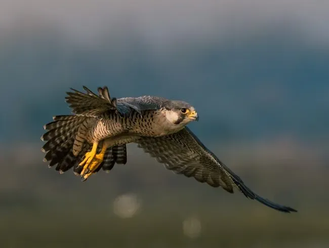 #1 - It Chases Prey at Nearly 70 MPH Using Muscle Power Alone (Image Credits: Pexels)