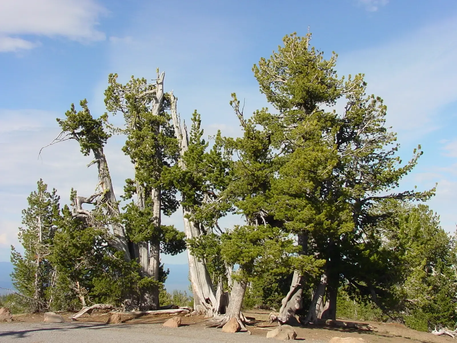 #9 - The "Non-Issue" Claim a Federal Court Said Contradicted the Science (Forest Service Dorena lab, Public domain)