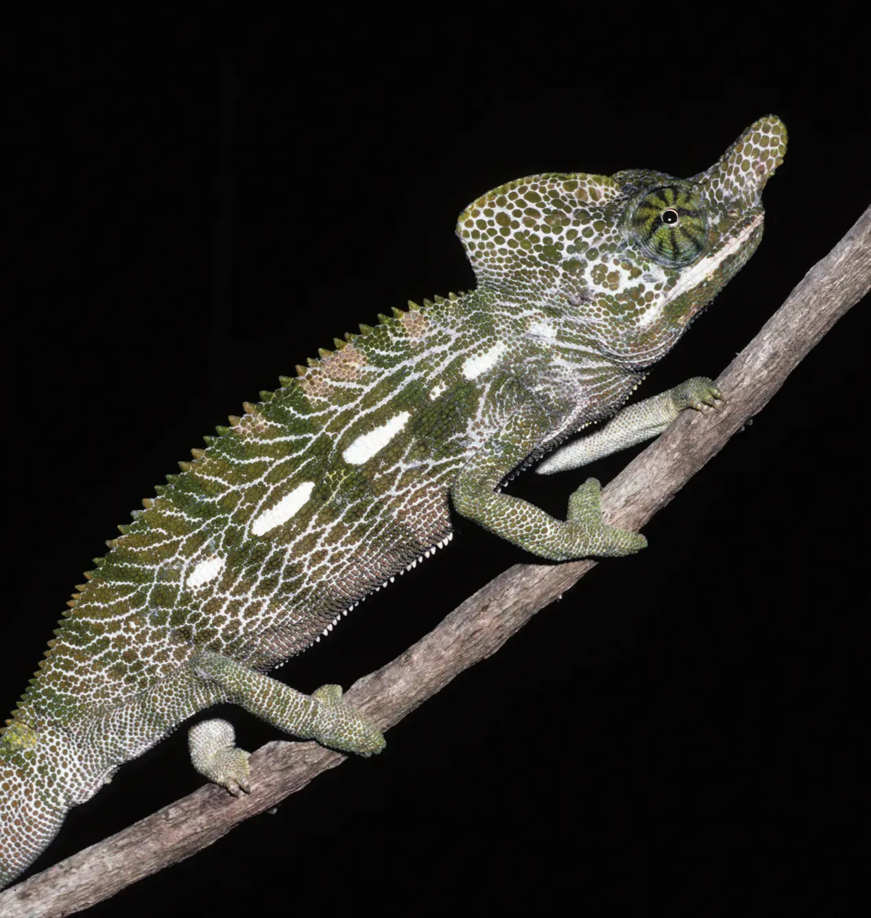 #8 - The Chameleon That Only Appears for a Few Weeks a Year (National Science Foundation [1], Public domain)