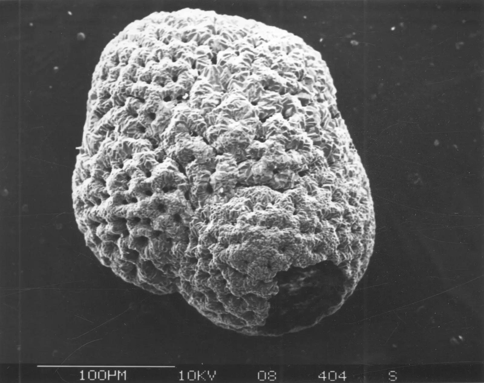 Microfossils: Tiny Organisms, Massive Stories (By Hannes Grobe, CC BY 3.0)
