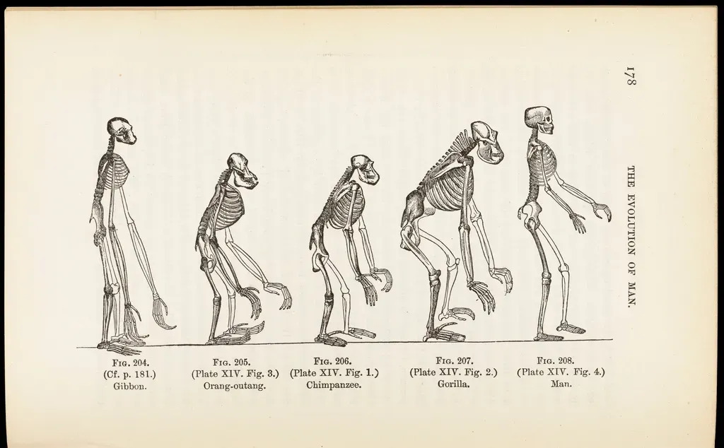 Conclusion: Rethinking What Really Made Us Human (Image Credits: Rawpixel)