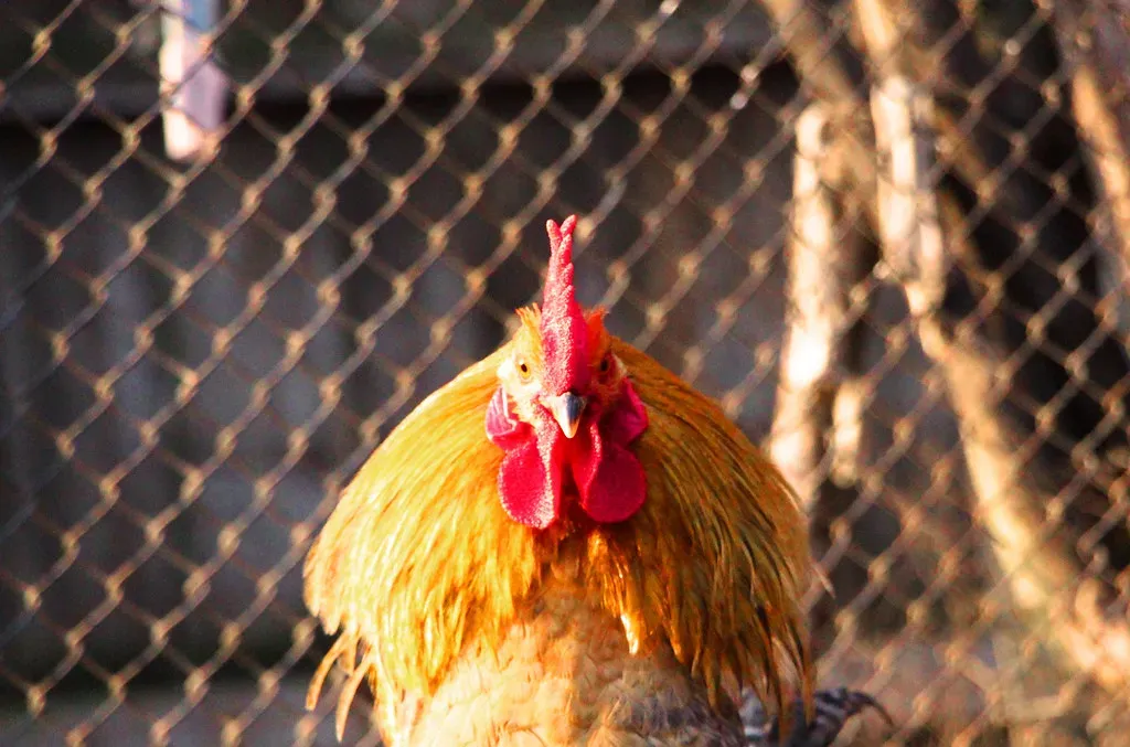 You Are Literally Watching Dinosaurs Right Now (Haut Duval, Flickr, CC BY 2.0)