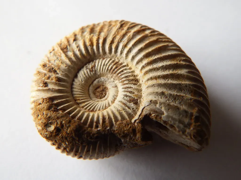How Finding Seashells Changes the Way You See the World (fdecomite, Flickr, CC BY 2.0)