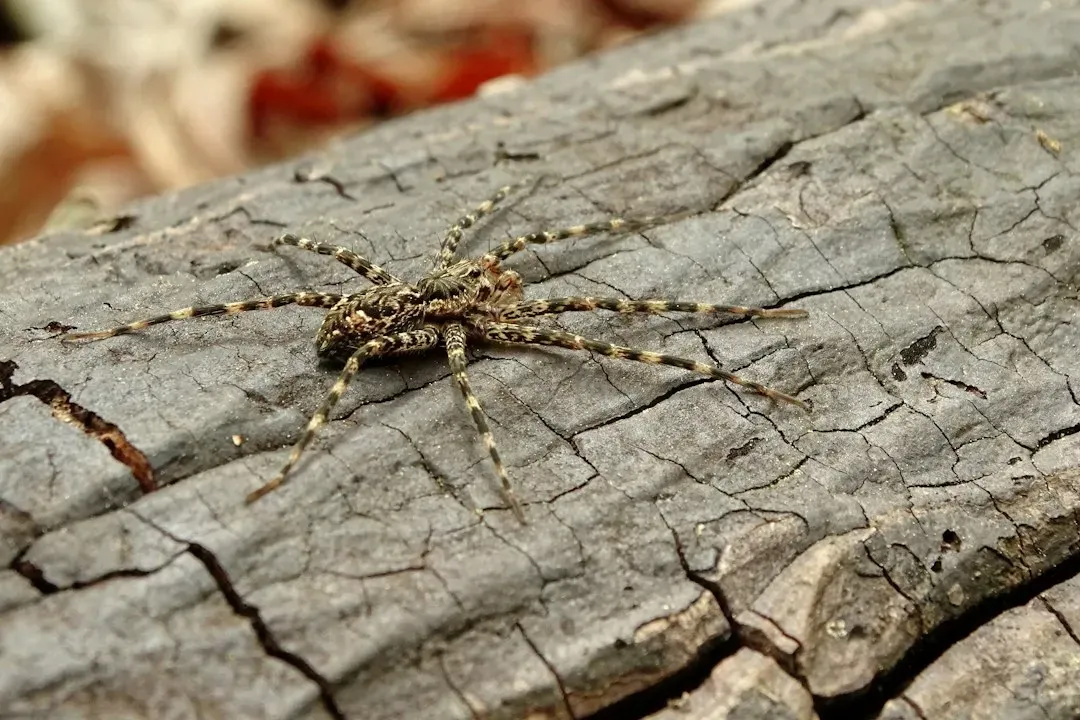 #10: Spiders and Web Builders – Silent Guardians of the Tree’s Surface (Image Credits: Unsplash)