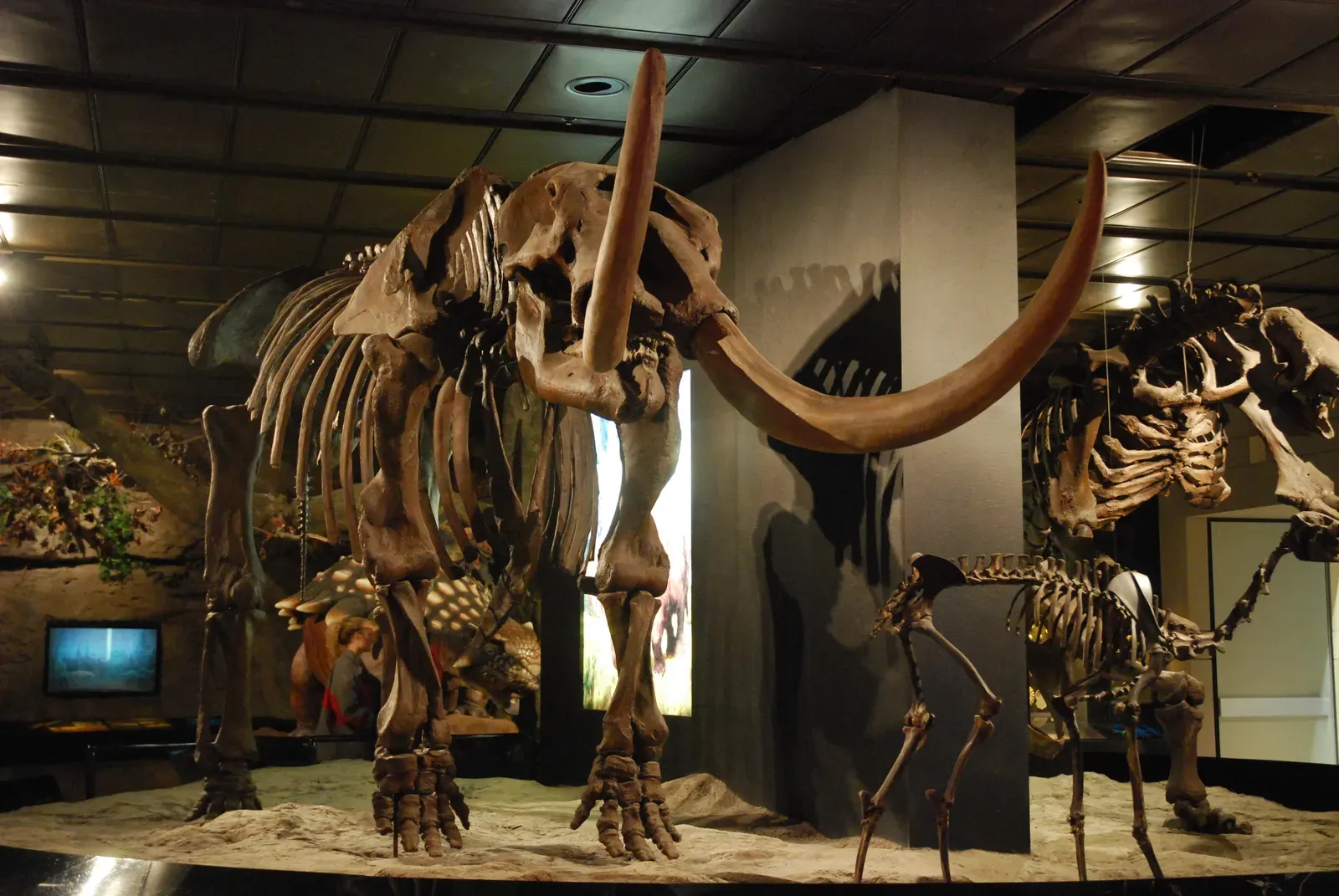 #6 - Mastodons Weren't Gentle, Docile Giants (Uploaded from the Wikipedia Loves Art photo pool on Flickr, CC BY-SA 2.5)