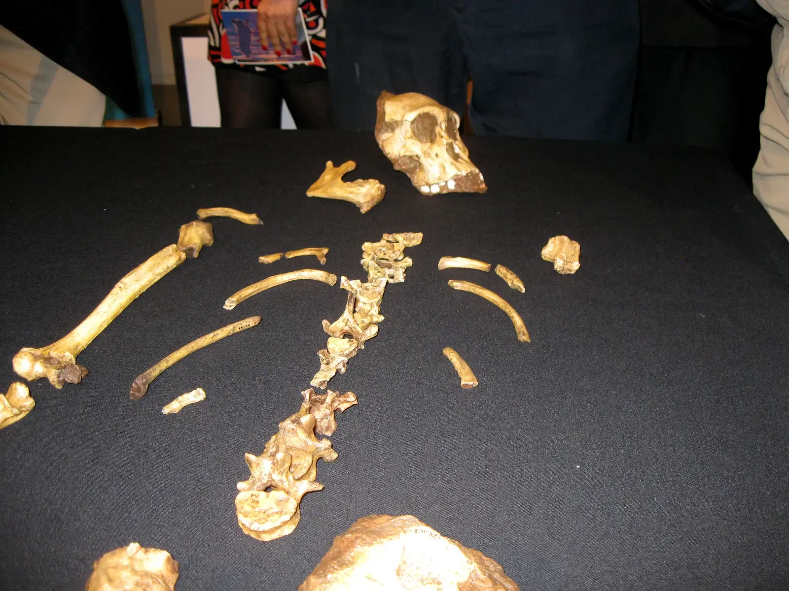 Ethiopia's 2025 Fossil Bombshell: When Lucy Lost Her Crown as the Sole Ancestor (By Archaeomoonwalker, CC BY-SA 3.0)