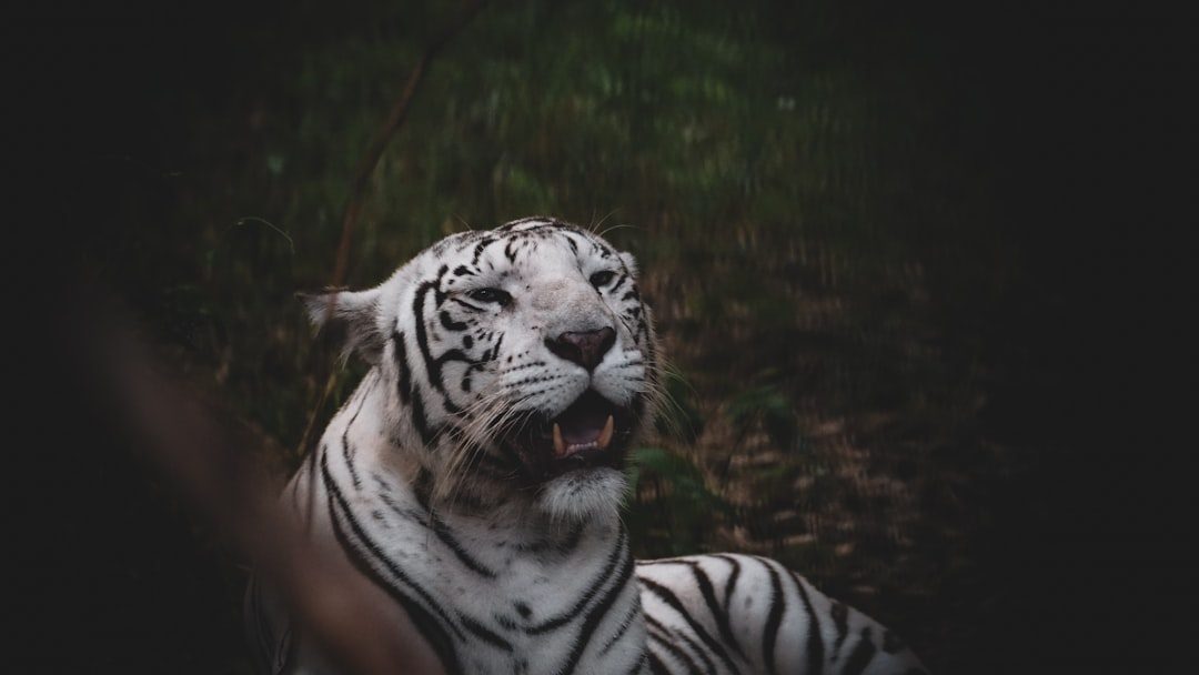 The Tiger's Raw Emotional Honesty (Image Credits: Unsplash)