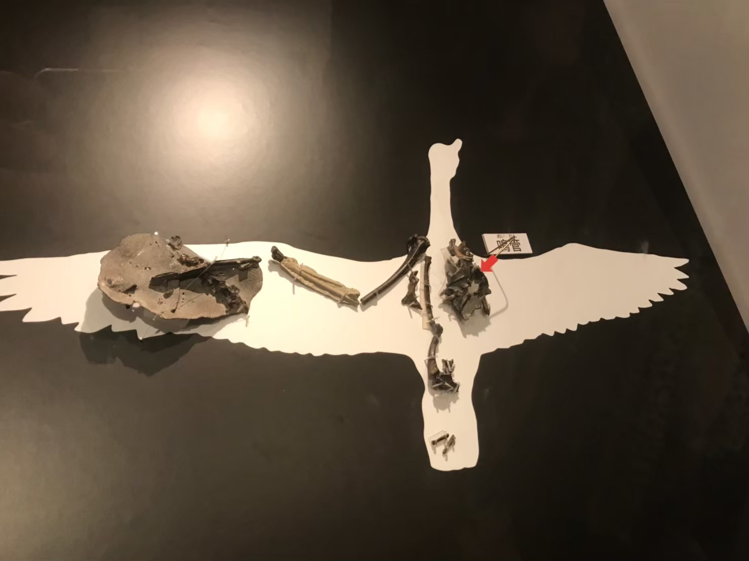 The Discovery That Changed Everything (Image Credits: Wikimedia)