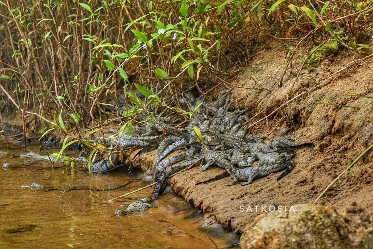 Slow but Steady: Reproduction, Longevity, and Population Recovery (From Twitter account of CMO Odisha, CC BY 4.0)