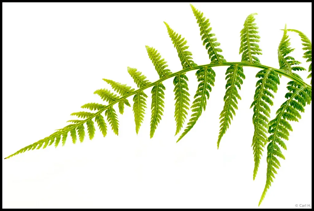 Vascular Systems in Plants: Reaching for the Sky (Image Credits: Flickr)