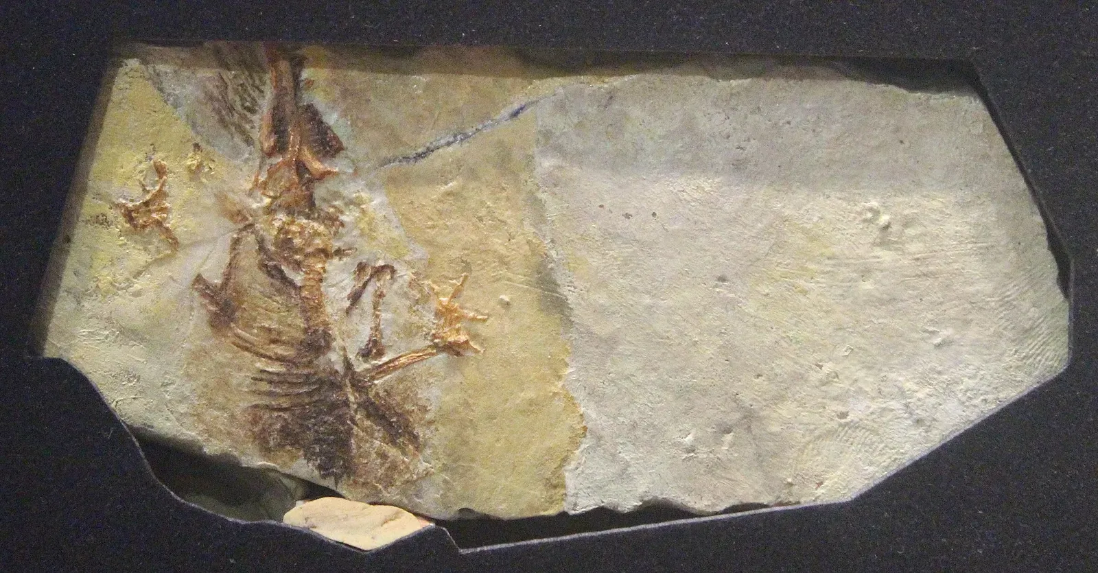 The Traditional View Gets a Major Shakeup (Image Credits: Wikimedia)