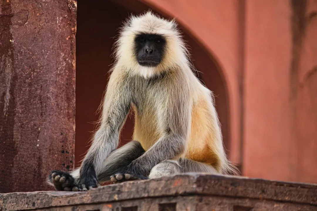 Colossal Monkeys and Heavyweight Baboons of the Past (Image Credits: Unsplash)