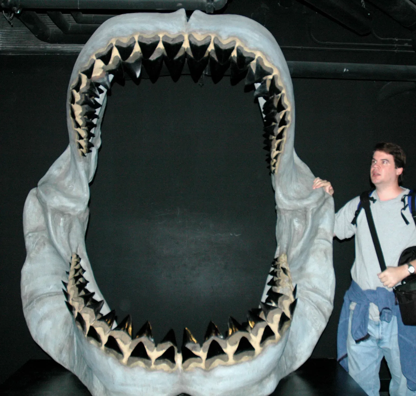 The Dinosaur Extinction and the Fate of Giant Sharks (By James St. John, CC BY 2.0)