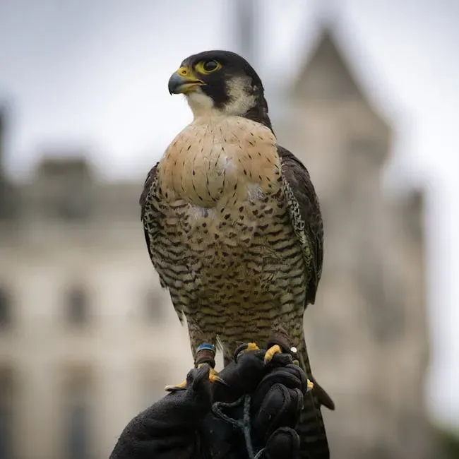 Sagittarius – The Peregrine Falcon: Restless Hunter of the Open Skies (Image Credits: Pexels)
