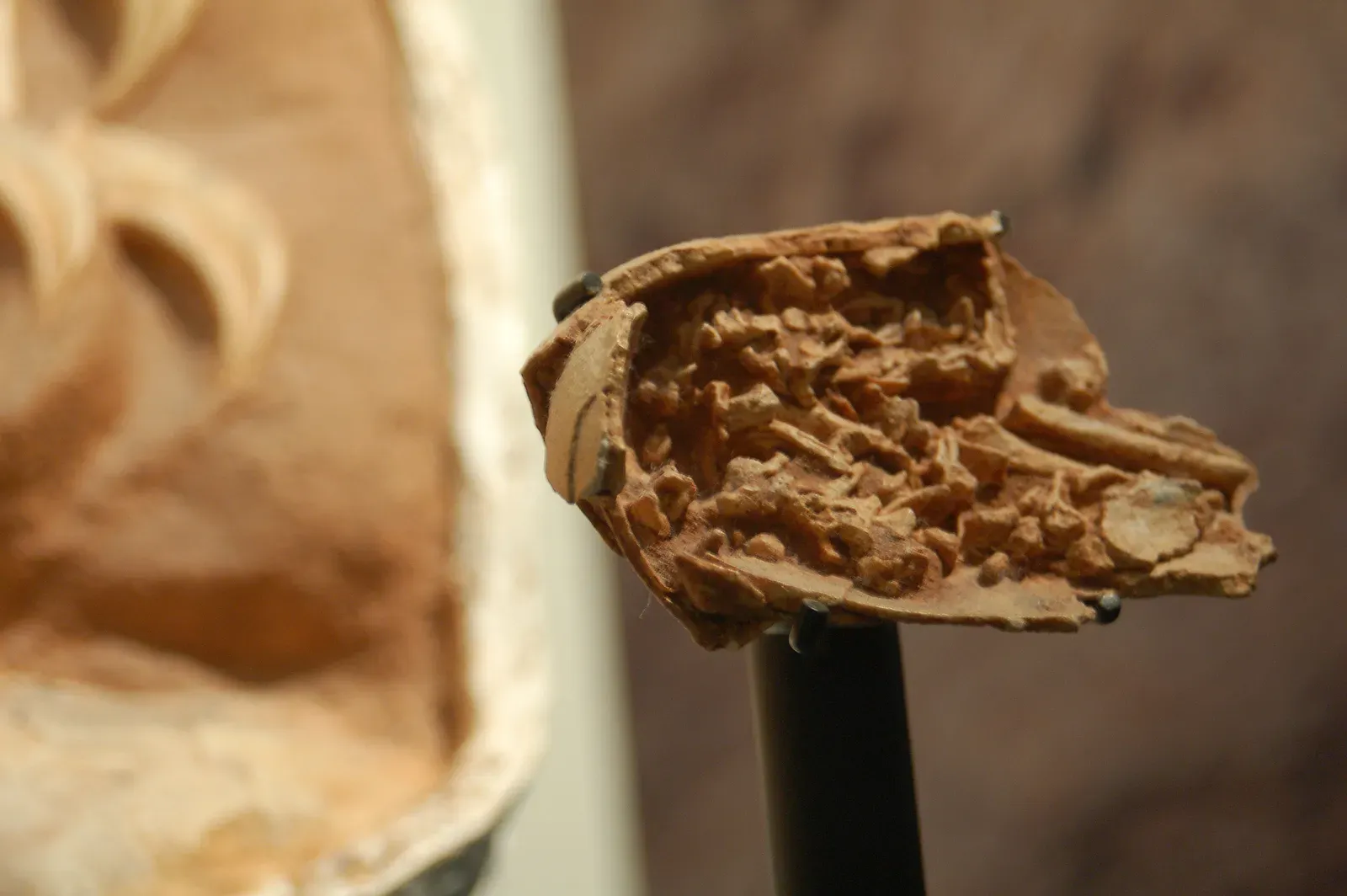 Embryos and Growth Rings Reveal How Long Parents Stayed Involved (CC SA 1.0)
