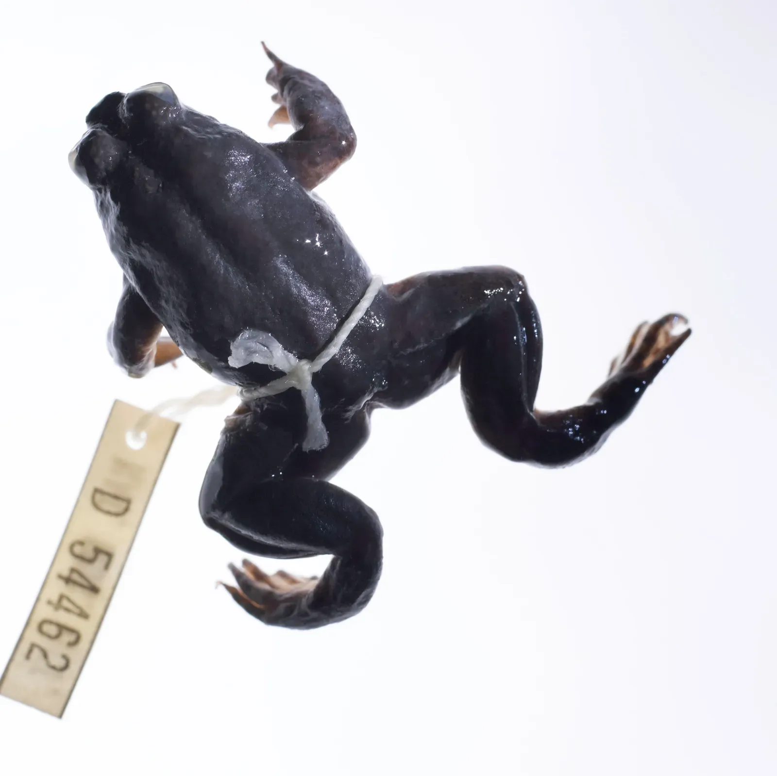 2. The Gastric-Brooding Frog: Nature's Most Bizarre Pregnancy (Image Credits: Wikimedia)
