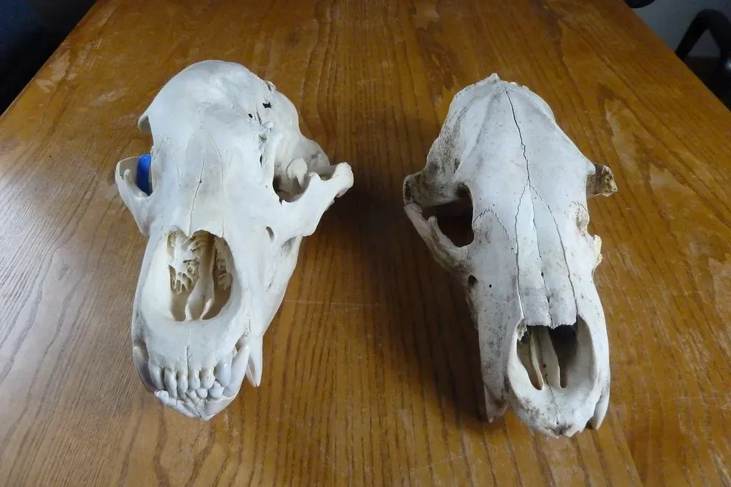 #3 - The Brown Bear Bones Buried Beneath an 1,870-Pound Slab (KatmaiNPS, Flickr, CC BY 2.0)