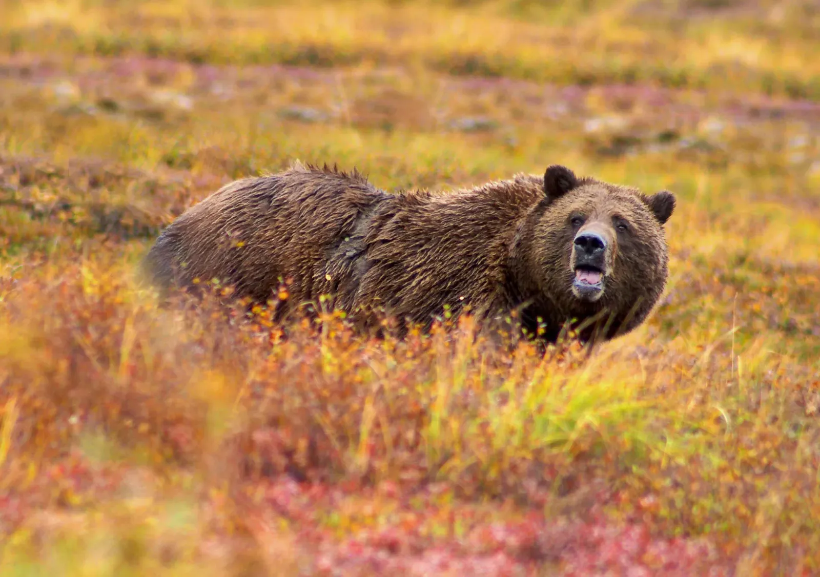#1 - Humans, Not Nature, Are Now the Grizzly's Biggest Threat (CC BY 2.5)