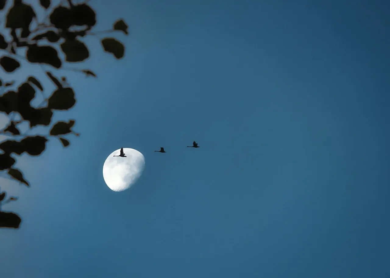 #2 - Scientists Once Insisted Vanishing Birds Flew to the Moon (Image Credits: Pixabay)