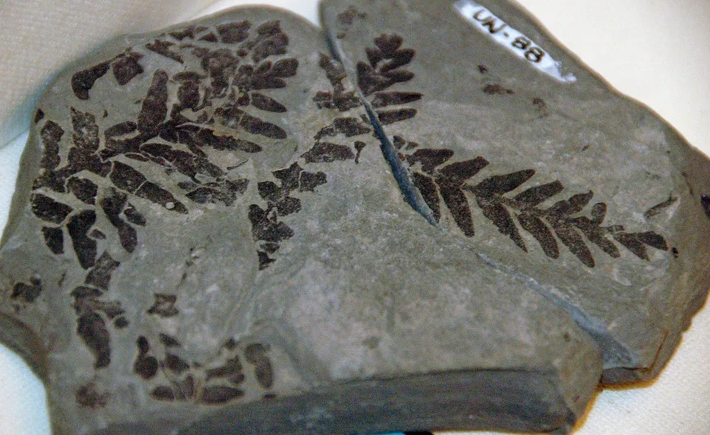 6. Seed Ferns: The Now‑Extinct Pioneers of Dinosaurs’ Early Menus (James St. John, Flickr, CC BY 2.0)