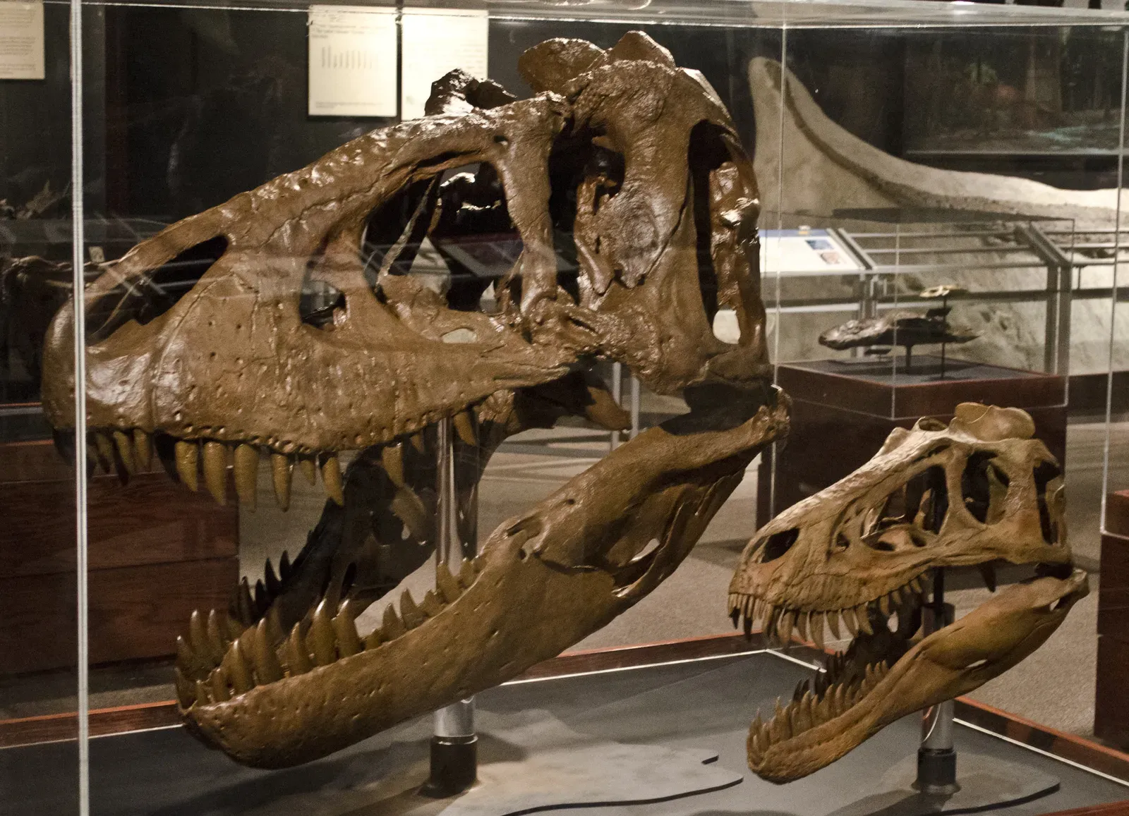 The Survival Strategy Hidden in Slow Growth (Image Credits: Wikimedia)