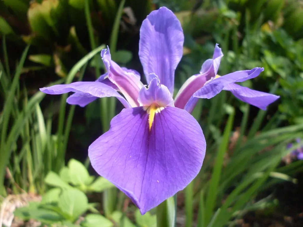 February: The Modest Violet and the Faithful Iris (Image Credits: Flickr)