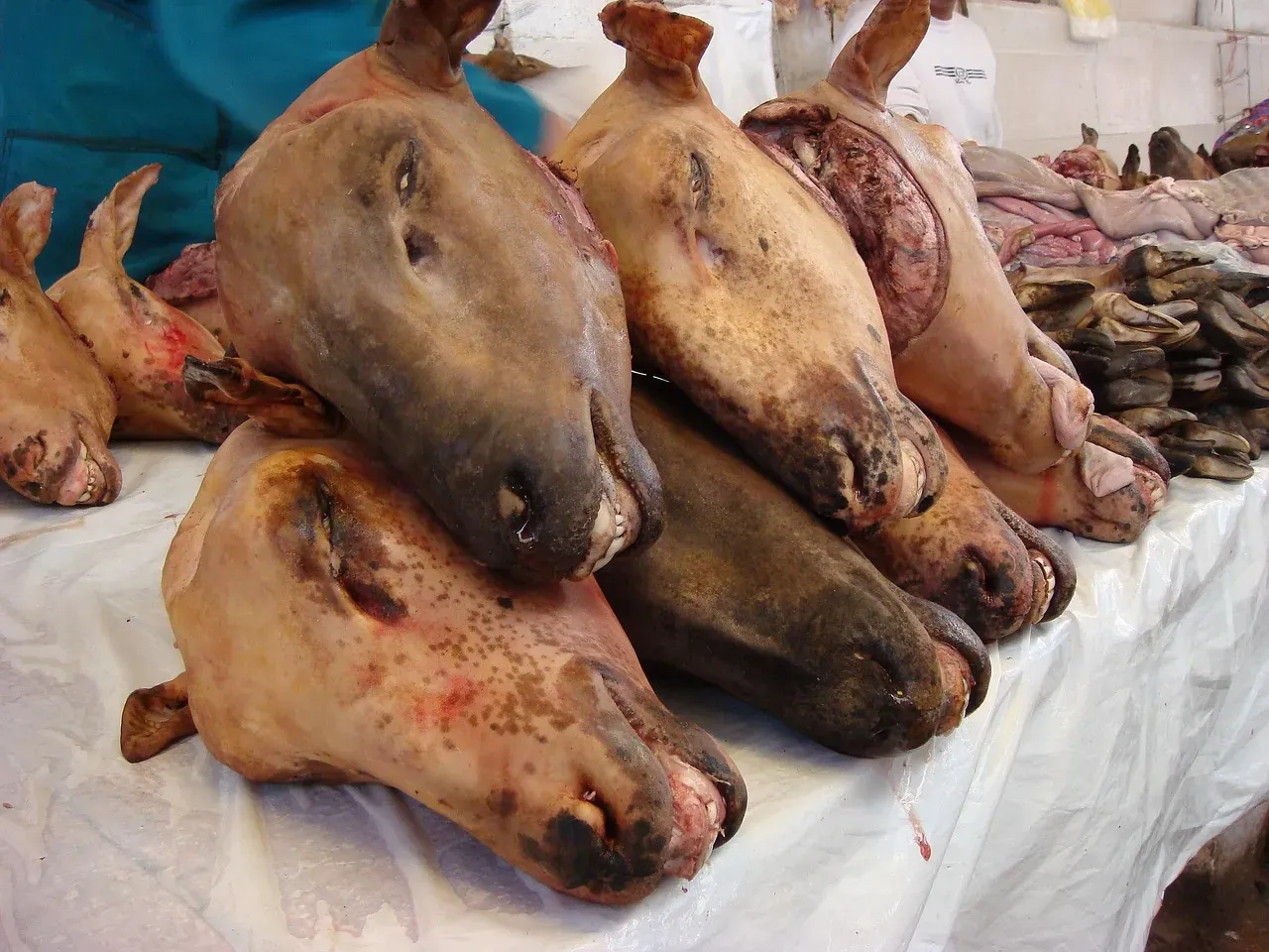 #10 - An Industrial-Scale Slaughter That Killed Millions in a Few Years (Image Credits: Pixabay)