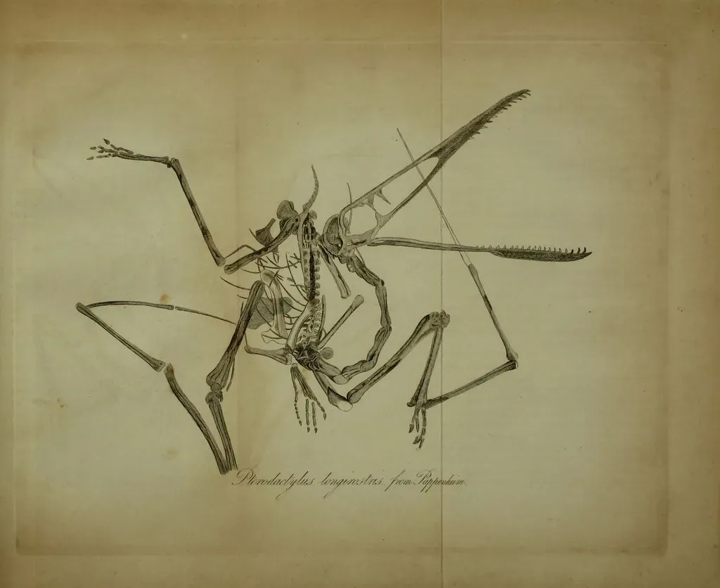 North America's Oldest Known Pterosaur (Image Credits: Flickr)