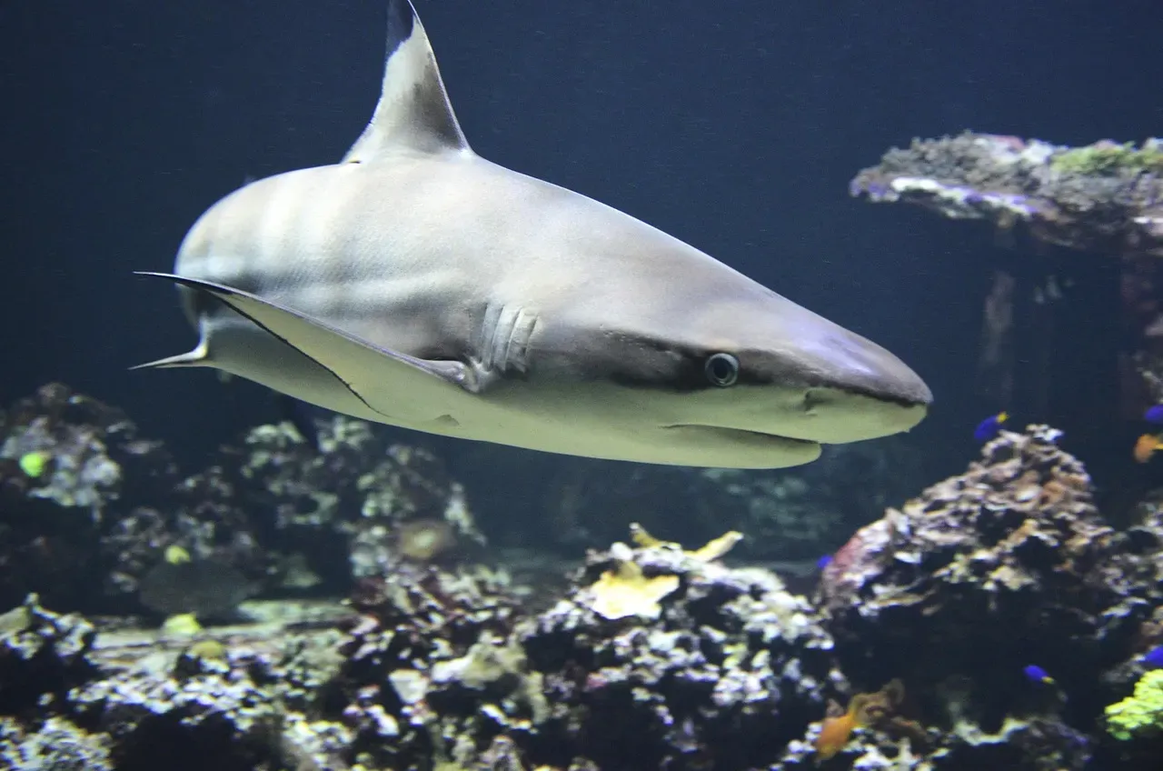 Electromagnetic Prey Detection in Sharks (Image Credits: Pixabay)