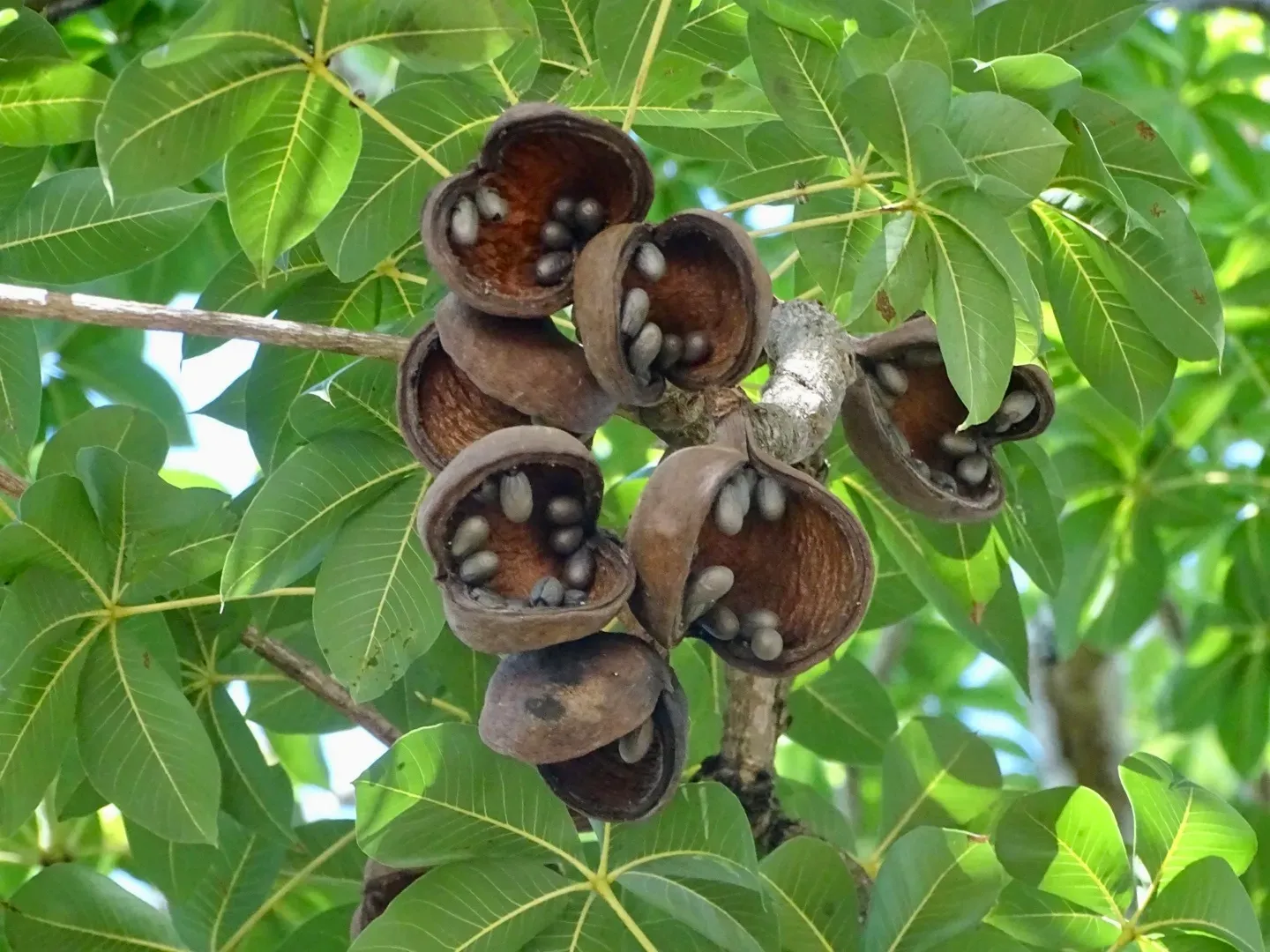 #13 - Wild Almonds: A Nut That Could Actually Kill You (By Toby Y, CC BY 4.0)