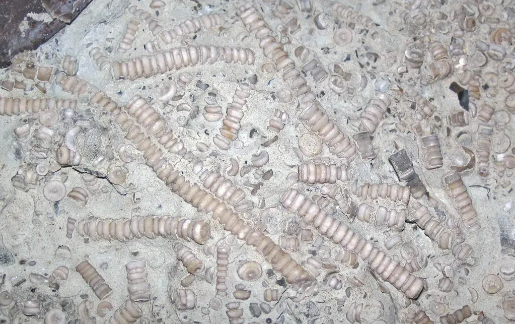 Recovery Took Millions of Years (Image Credits: Flickr)