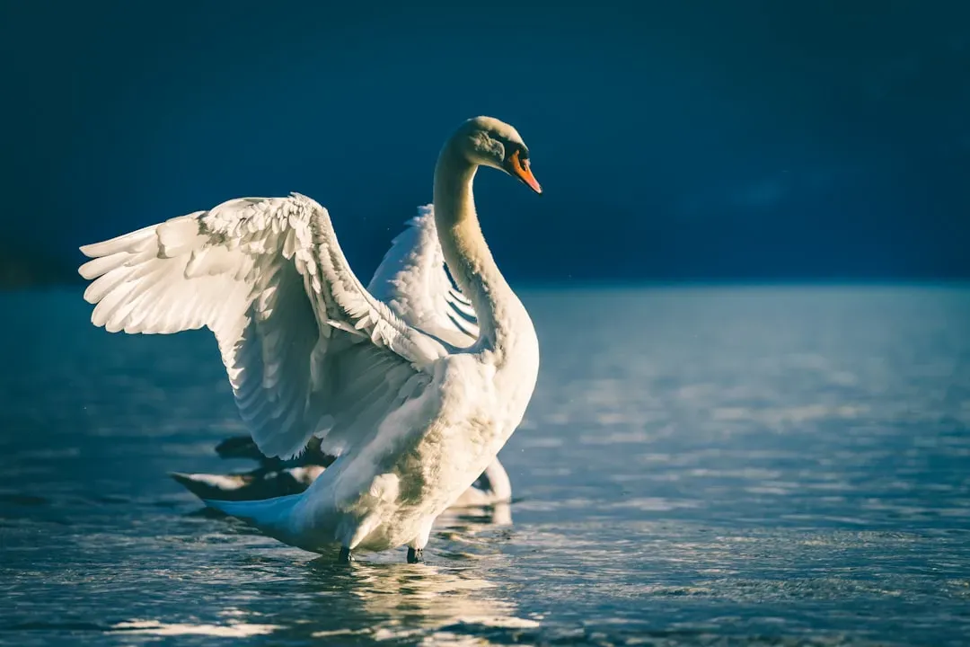 Cancer – The Swan (Image Credits: Unsplash)