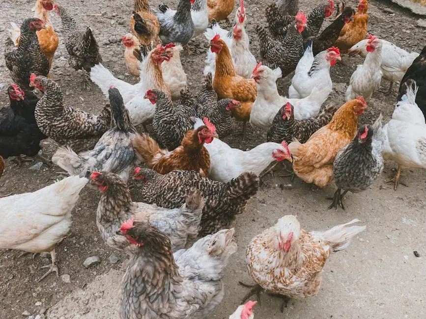 Chickens and Junglefowl: Backyard Dinosaurs in Plain Sight (Image Credits: Pexels)
