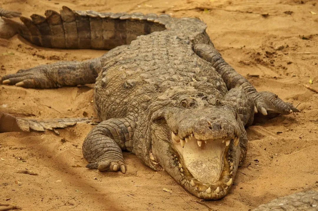 4. Crocodilians: Semi-Aquatic Reptiles That Outlasted the Dinosaurs (Image Credits: Unsplash)