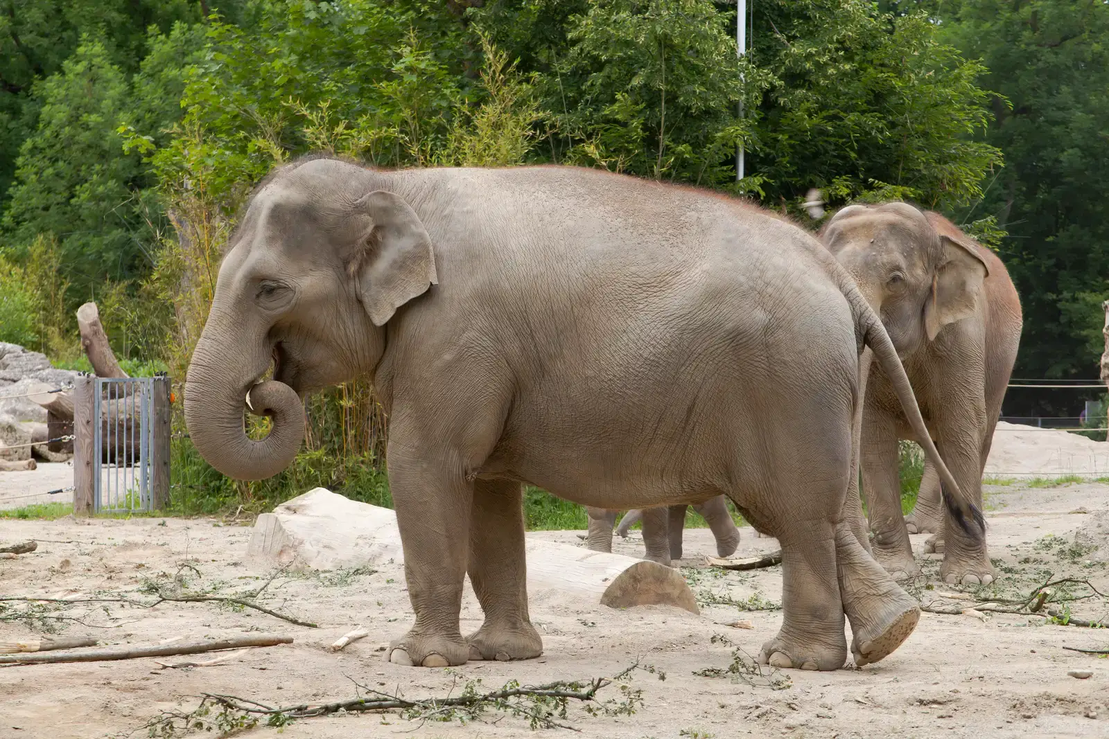 #15 - Javan Elephant: The Controversial Origin of Borneo's Dwarf Elephants (By Diego Delso, CC BY-SA 3.0)
