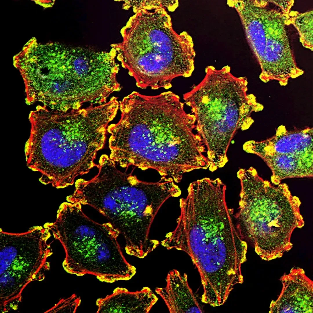 #9 – Cells Started Cooperating and Multicellular Life Began (Image Credits: Unsplash)