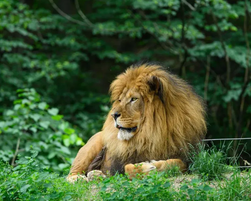 Leo Moon – The Regal Lion (Image Credits: Pexels)